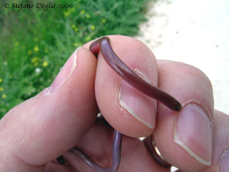 nel Peloponneso (Typhlops e Natrix tessellata)